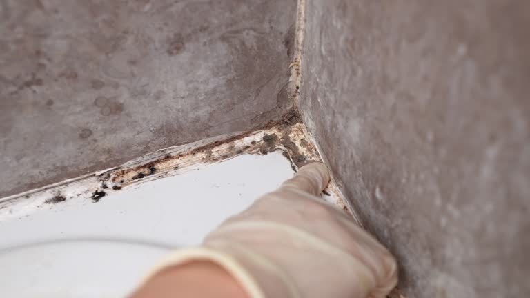 Best Industrial Mold Remediation  in Doe Valley, KY