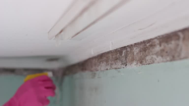 Best Water Damage & Mold Remediation  in Doe Valley, KY